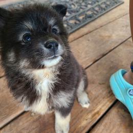 Pomsky Puppies from VooDoux Farms