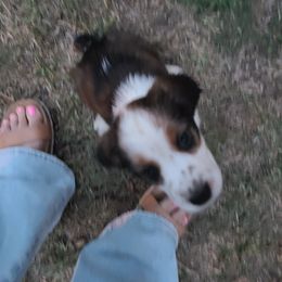 English Springer Spaniel Puppies from Savannah River Springers