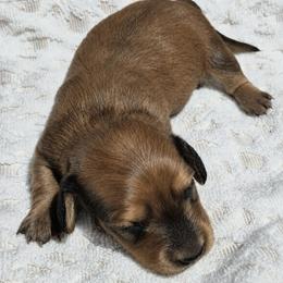 Maize AKC Long Haired shaded cream mini dachshund - Cream female Dachshund puppy in Las Cruces, New Mexico from The Dachshund Den
