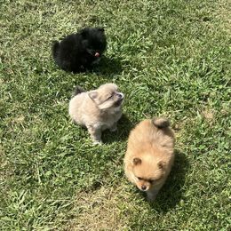 Pomeranians from Pomeranian Puppy Love