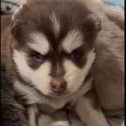 Kahlúa - Chocolate female Pomsky puppy in Spring Hill, Florida from PDQ Pomskies