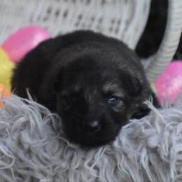 Blue Collar Sable Male - Sable male German Shepherd puppy in Marianna, Florida from Haus M Godwin