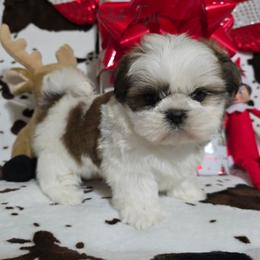 Boy 1 - Gold and white male Shih Tzu puppy in Enid, Oklahoma from Precious Heirloom Shih Tzus
