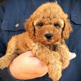 Kissy - Red Mini Poodle Raised in Home - Red  female Poodle puppy in Falcon, Missouri from Cedar House Heritage Poodles | AKC Toy & Miniature Poodle Puppies Raised in Home