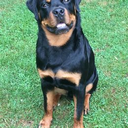 Rottweiler Puppies from Von Gottlich Rott