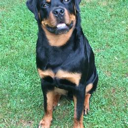 Rottweiler Puppies from Von Gottlich Rott