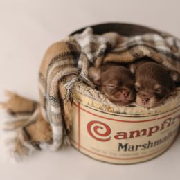 Chihuahua Puppies from Happy Pups