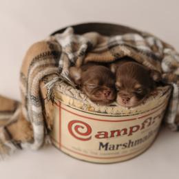 Chihuahua Puppies from Happy Pups
