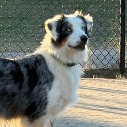 Australian Shepherds and Border Collies from Blue Cypress Stock dogs