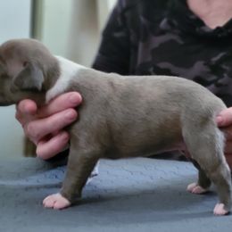 Boy 1 - Blue brindle male American Staffordshire Terrier puppy in Kankakee, Illinois from GrinNation Noble Am Staffs
