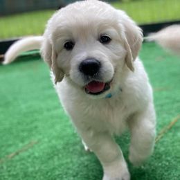 Golden Retriever Puppies from Smokey Mountain English Goldens