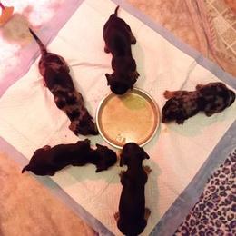 Dachshund Puppies from White River Valley Kennel