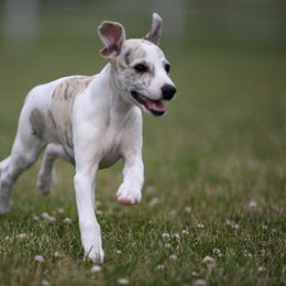 Whippet Puppies from Winstar Whippets