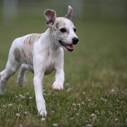 Whippet Puppies from Winstar Whippets