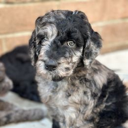 Dark Blue Boy - Merle male Goldendoodle puppy in San Diego, California from Sensational Doodles