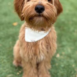Goldendoodle All Grown Up from Goldendoodle AZ