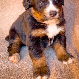 Bernedoodle, Bernese Mountain Dog, and Siberian Husky Puppies from Timberline Paws