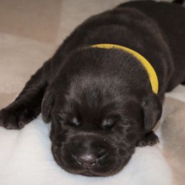 Eggnog - Chocolate male Labrador Retriever puppy in Camden, Indiana from Camden's Caring Canines
