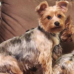Emma reduced again - Black and tan female Morkie puppy in West Enfield, Maine from GRIFFEY'S SPA AND KENNEL