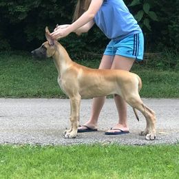 Great Dane All Grown Up from Legado Danes