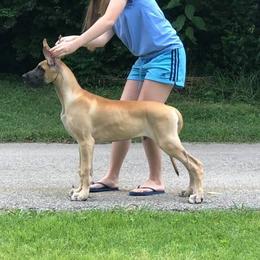 Great Dane All Grown Up from Legado Danes