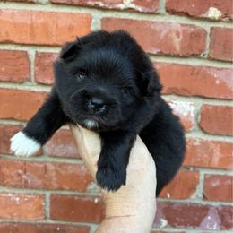 Cowboy - Black male Pomeranian puppy in Inola, Oklahoma from My Bella’s Pomeranians