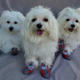 Maltese from Puppy Van