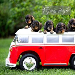 Dachshund Puppies from Willowood-Sandale Dachshunds