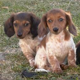Dachshunds from Dueck Dachshunds