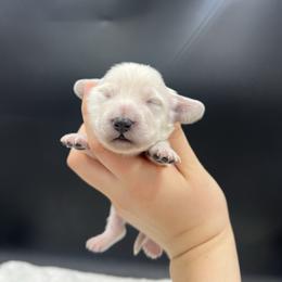 Ralph - Cream male Dachshund puppy in Nashville, Arkansas from Cuddles n Curls