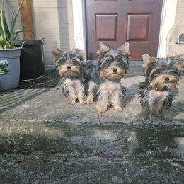 Rurik - Blue and gold male Yorkshire Terrier puppy in Portland, Oregon from Mama & I Yorkshire's