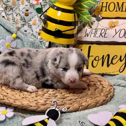 Fluffy - Blue merle female Australian Shepherd puppy in California from Eagle River Aussies