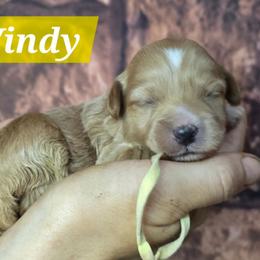 Windy - Apricot female Goldendoodle puppy in Eugene, Oregon from Oregon's Legendary Goldendoodles