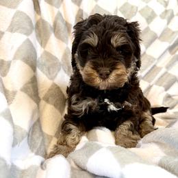 Boy 2 - male Newfypoo puppy in Bloomfield, Iowa from Schooley Doodles