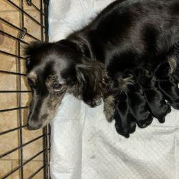 FrankenWeenie - Black and tan male Dachshund puppy in Hutto, Texas from R.G. Dachshunds