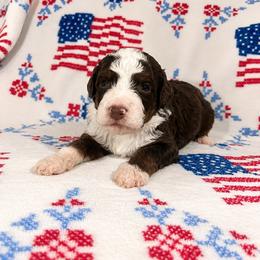 Samson - male Australian Mountain Doodle puppy in Temecula, California from Country Hills Doodles