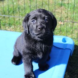 Labrador Retrievers from Wolfpack Labradors