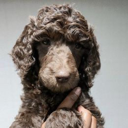 Chili - Brown female Poodle puppy in Dover, Delaware from Dogtastic Poodles