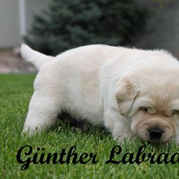 Labrador Retriever Puppies from Günther Labradors