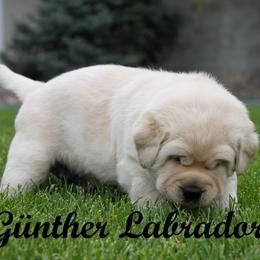 Labrador Retriever Puppies from Günther Labradors