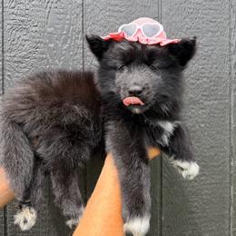 Cobra - Black female Siberian Husky puppy in Folsom, Louisiana from Geaux Fluffy