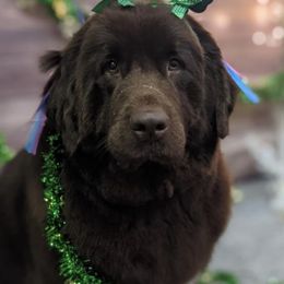 Newfoundlands from Double T Newfoundlands & Cocker Spaniels