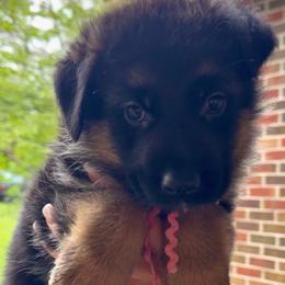 Chanel - Black and red female German Shepherd puppy in Canton, Texas from WILDWOOD GERMAN SHEPHERDS