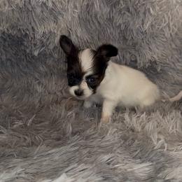Tilly - Red white and sable female Papillon puppy in Howe, Oklahoma from Southern Sweet Papillons