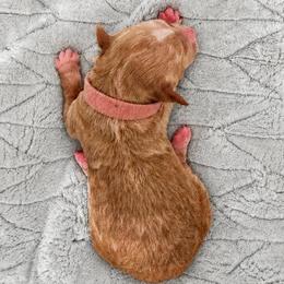 Evangeline - Apricot female Goldendoodle puppy in Lake Charles, Louisiana from Perfect Fit Poodles & Doodles