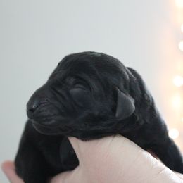 Golden Retriever and Labrador Retriever Puppies from Trenlock Kennels