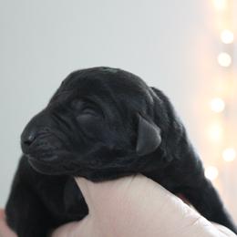 Golden Retriever and Labrador Retriever Puppies from Trenlock Kennels