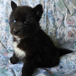 Stealth - Black male Siberian Husky puppy in Urbana, Ohio from Fairhaven's Siberian Huskies