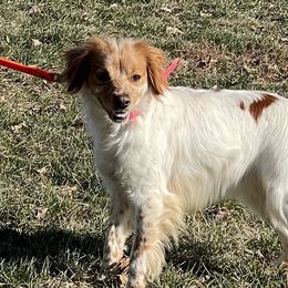 Selva - French Brittany