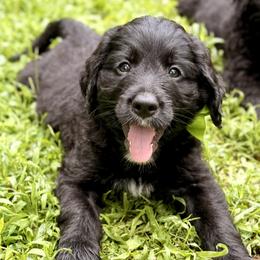 Bells (Green) - Black and white female Bernedoodle puppy in Noblesville, Indiana from NOB Bernedoodles
